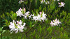 Цветет рододендрон Вазея